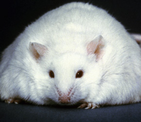 Obese-mouse